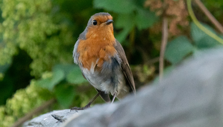 L'Atlas des oiseaux hivernants de Vannes 2024